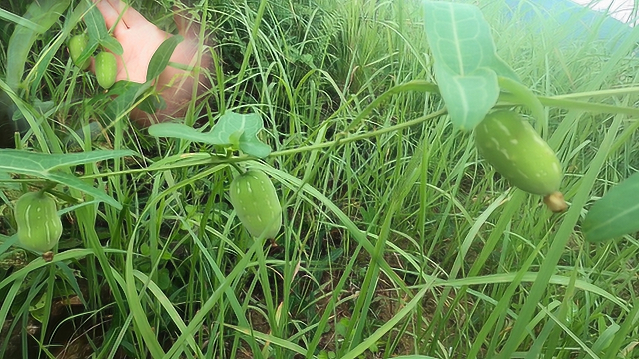 农村这种奇特罕见的野果,老人叫它《老鼠瓜》它有很高的药用价值