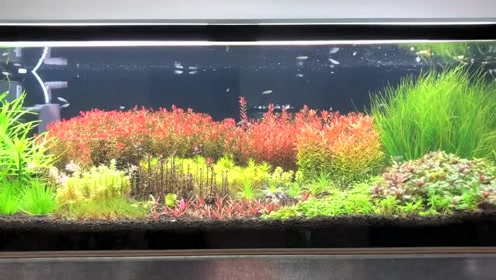 水草秀 腾讯视频