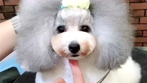 宠物美容师培训,贵宾犬公主头造型及身体修剪演示,乐秀宠物美容