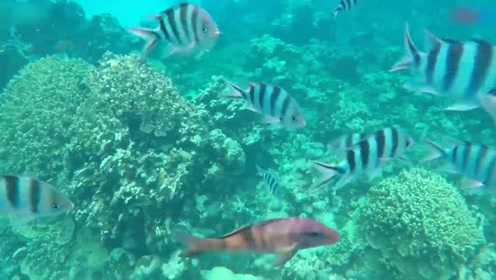 长滩岛珊瑚花园 腾讯视频