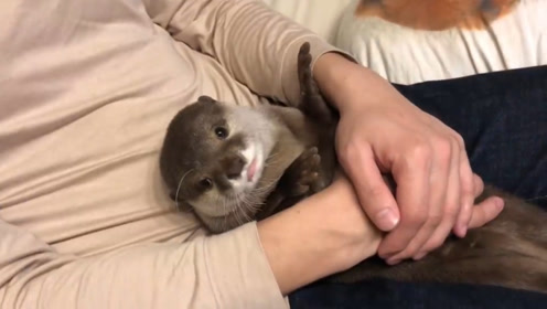 小水濑赖在主人的怀里,一大波撒娇卖萌来袭,水濑:再多抱会呗