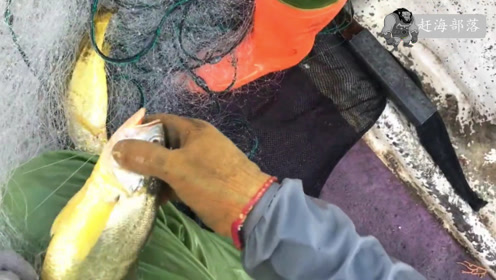 小宇趁没人出海用八包网包了一座无人岛,运气好遇到黄鱼都是对子