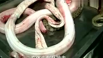 吃野味有多恐怖？看了这个视频就知道