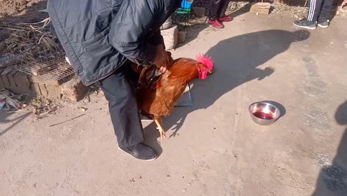 吃了那么多年的鸡,万万没想到杀鸡那么简单,手起刀落干净利落