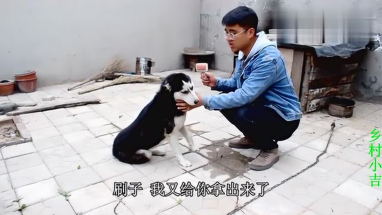 哈士奇抱怨小吉不给它刷毛,直言说要换主人,这傻狗可真气人