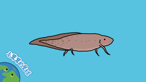 没水我都活不了四天,非洲肺鱼能活四年!