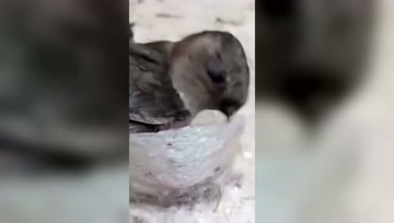 燕窝原来是这样织成的