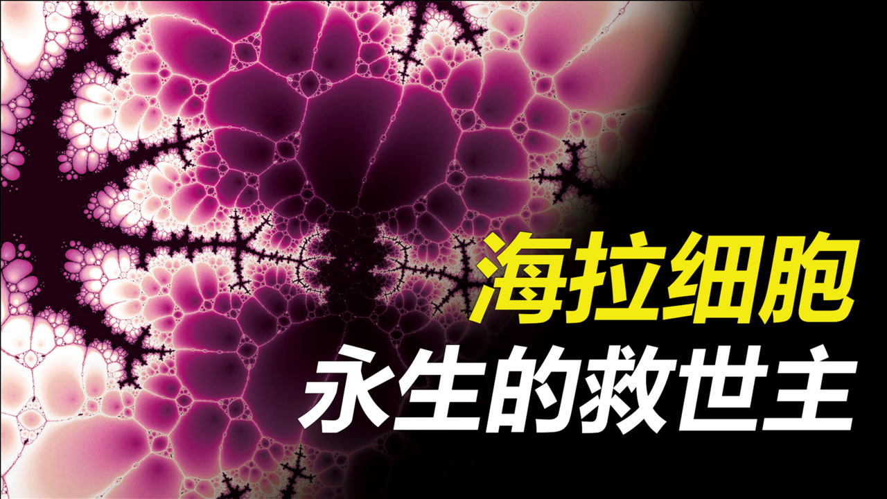 海拉细胞 细胞学术语 搜狗百科