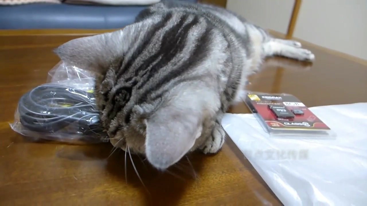 猫咪护着电源线不让人碰,却不小心睡着了,太可爱了