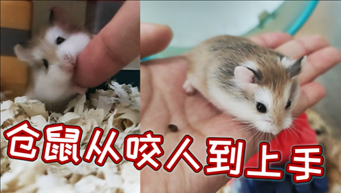 胆小的公婆仓鼠,从咬人到上手,只用了不到一星期