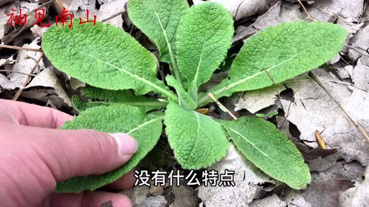 天名精(菊科天名精属植物)_搜狗百科