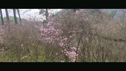 腾讯视频