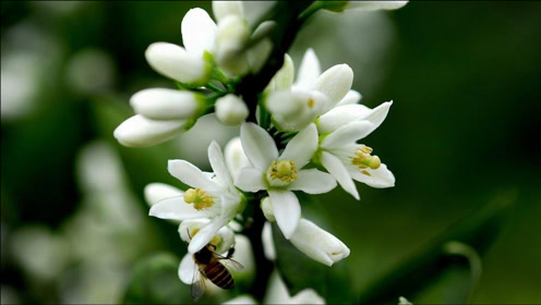 柑橘花期管理技术 腾讯视频