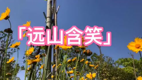 [图]怀旧经典「远山含笑」龙飘飘最好听的金曲，老歌百听不厌？