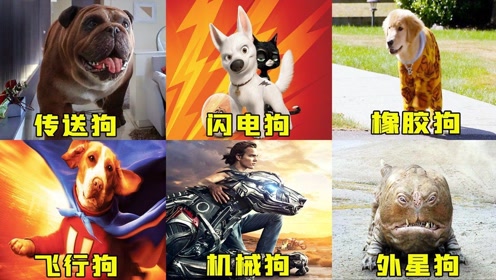 闪电狗英文版 腾讯视频