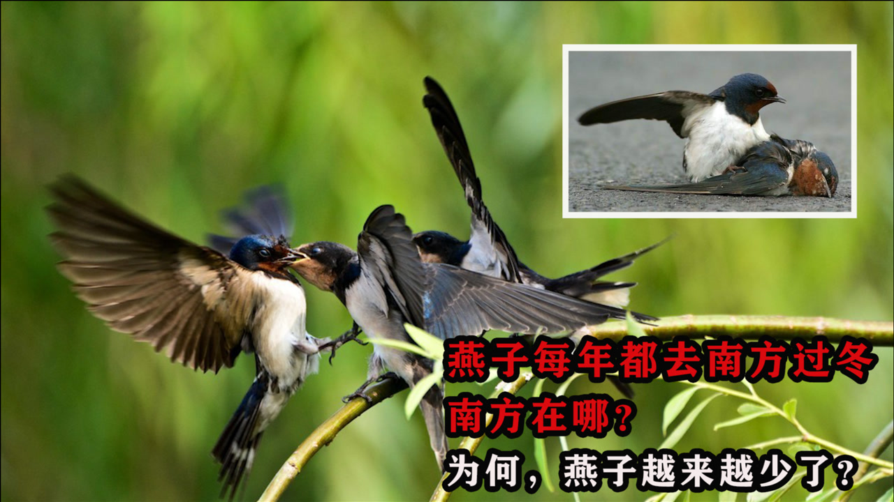 燕子 燕科鸟类统称 搜狗百科