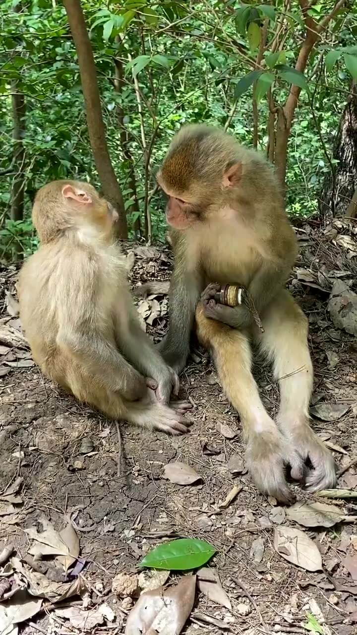 搞笑猴子这是因为点啥,把人家都推倒了!