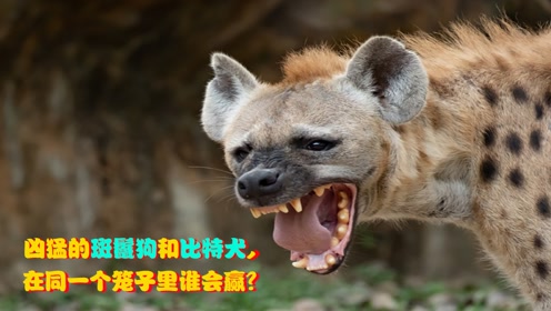 斑鬣狗和比特犬都很凶猛,如果将它们放在一个笼子里,谁会获胜?
