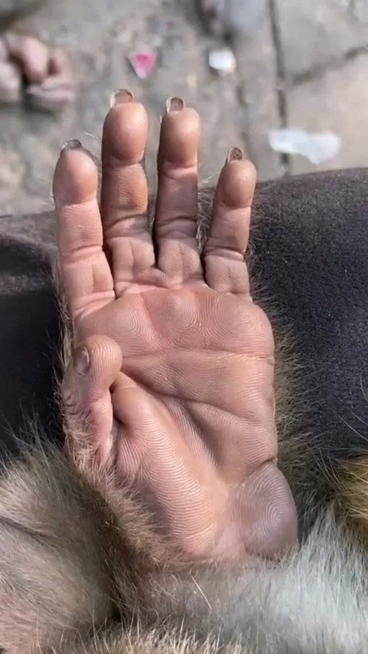 猴子的手和人类的手这么相似?