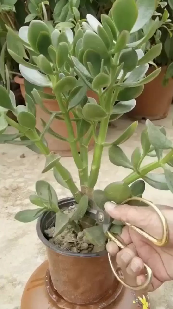 玉树这样修剪