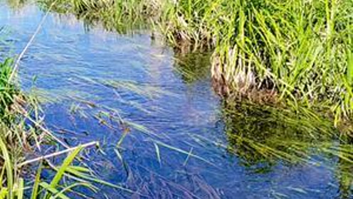 水草丰什么成语_水草简笔画(2)