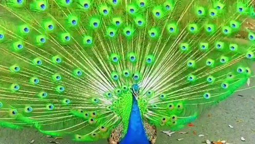 第一次看到孔雀开屏的样子,随着叫声翅膀全部张开,美得无法用语言来