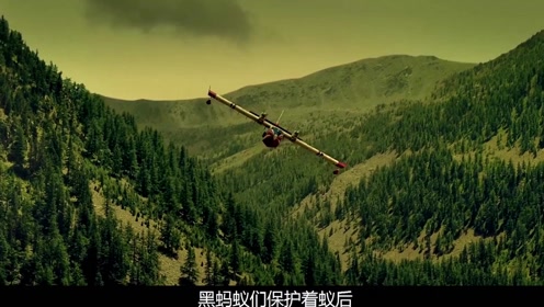 红黑蚂蚁大战,小瓢虫不顾危险寻找火柴,危急关头帮助黑蚂蚁战胜