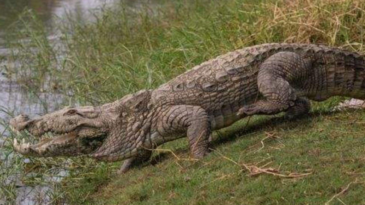 印度的泽鳄,如今的栖息地已逐渐变少,人类踏入了它们的领地