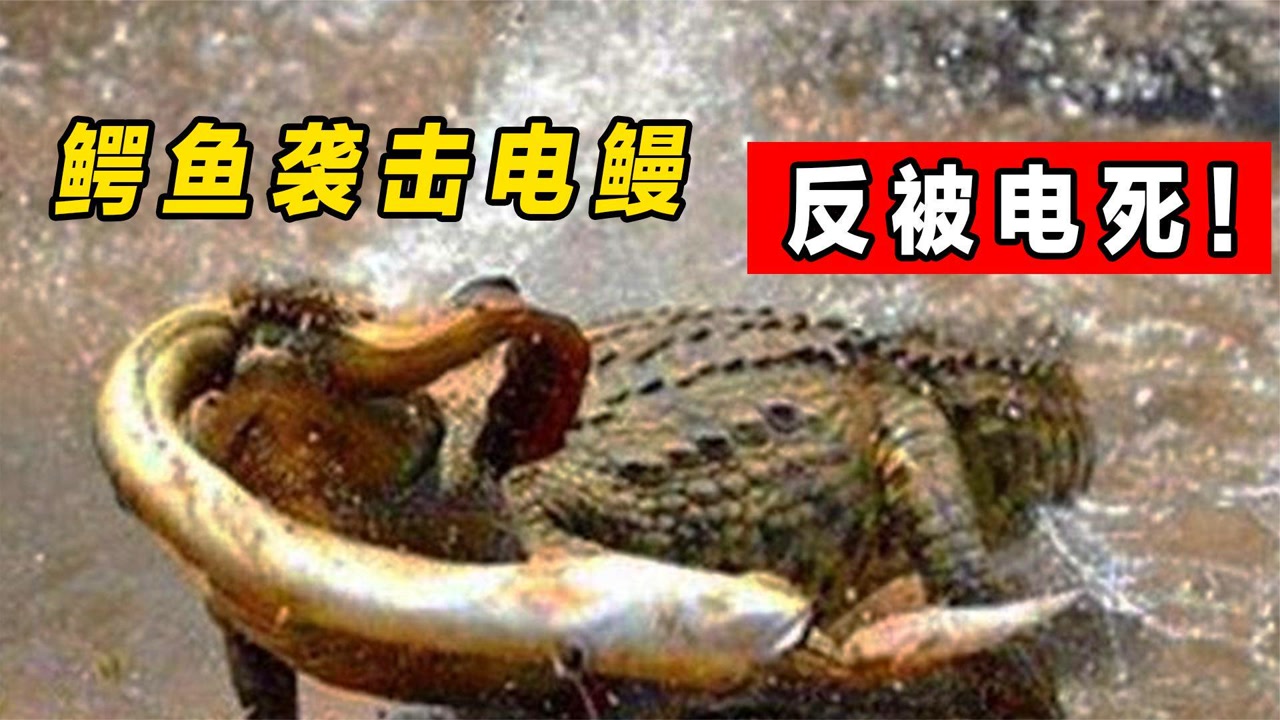 大胆鳄鱼偷袭电鳗,被电到浑身抽搐,谁知最后两个同归于尽!
