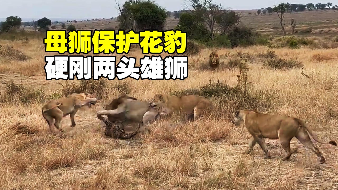 三头母狮为了保护花豹,硬刚两头雄狮,它们和花豹究竟什么关系?