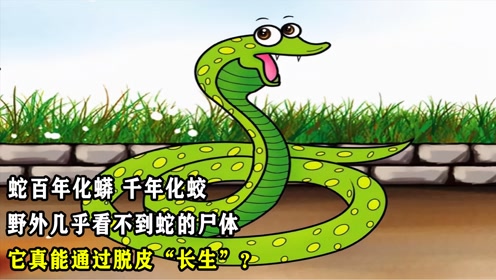 "蛇百年化蟒,千年化蛟",野外几乎看不到蛇的尸体,它真能通过脱皮"