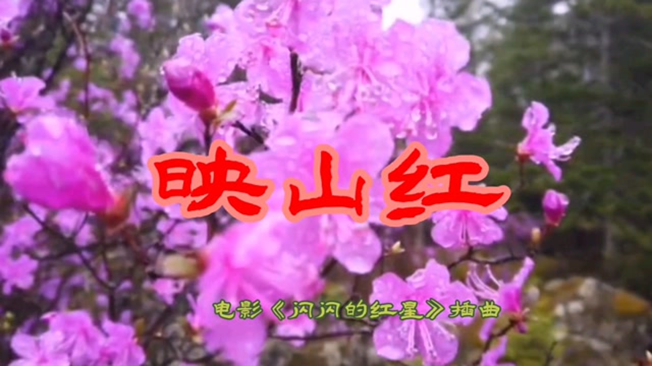 这样的映山红听过吗