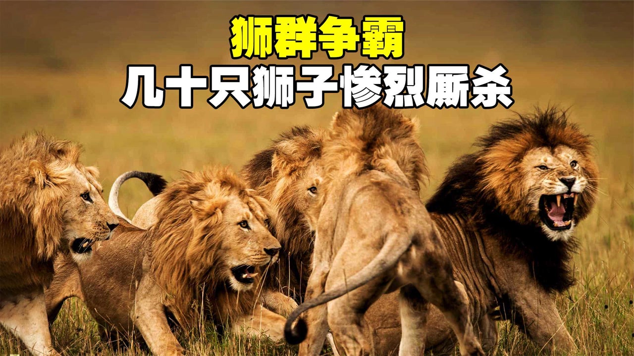 狮子狗天赋|英雄联盟贵宾犬的打野路线是怎样的？以及玩法搭建