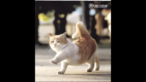 像猫一样大摇大摆