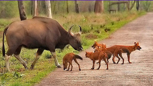 印度野狗协同作战捕食猎物