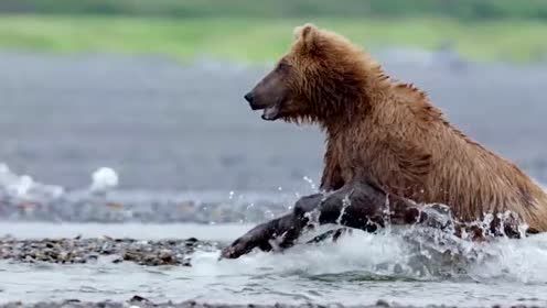 熊捕鱼时,狼想悄悄的吃它幼崽,结果被小熊吓跑了