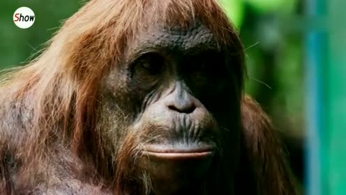 猩球崛起?野生红毛猩猩模仿仿生猩猩使用锯子