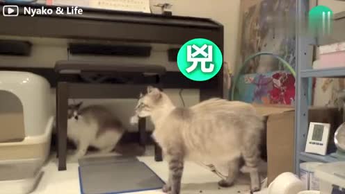 白目猫 腾讯视频