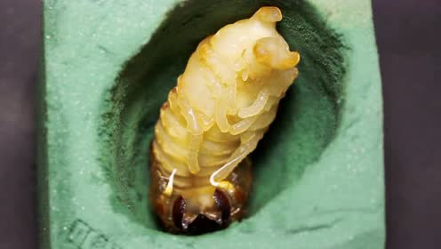 【oliver的甲虫】独角仙 蛹化