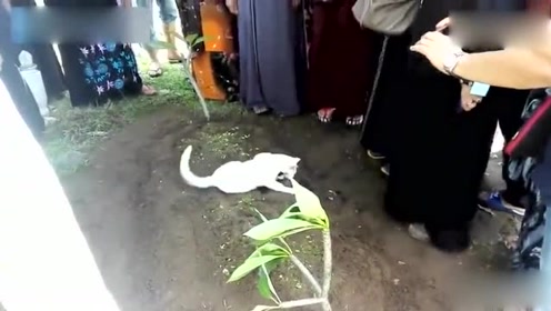 猫咪送葬趴墓-腾讯视频