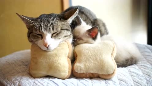 萌萌的猫咪,依偎着睡觉,感觉满满的爱意