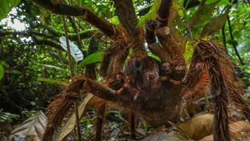 震惊!世界上超级巨型蜘蛛,潜伏在丛林中冷血杀手,"杀人如麻"