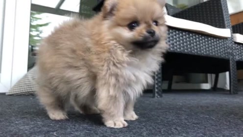 茶色博美犬 小胳膊小腿好可爱 腾讯视频
