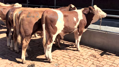 西门塔尔x59种公牛图片图片