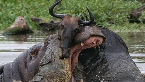 鳄鱼撕咬河马,角马竟帮着鳄鱼捕杀角马