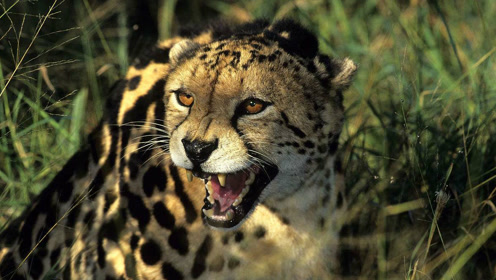 帝王猎豹,猎豹一族的王者,地球上已很难见到,这是南非的标志