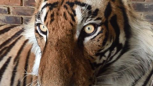 老虎的眼睛好奇妙,还会这样子大小变化,真是长见识了