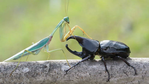 两只犀角甲虫决斗,螳螂过来捣乱