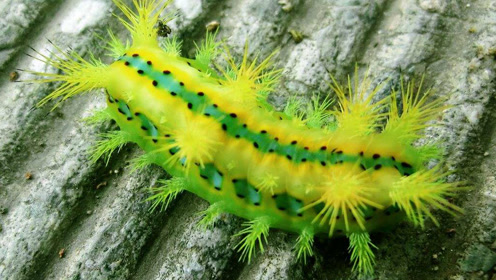 农村害虫刺毛虫原来是个"宝",可惜知道的人太少了!