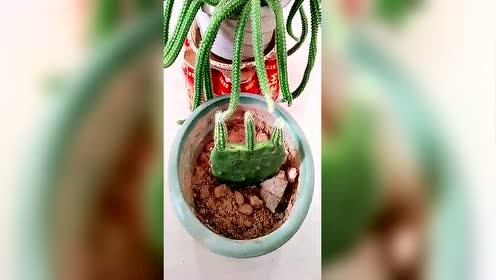 仙人掌嫁接仙人指的方法,这个方法半个月就能成活
